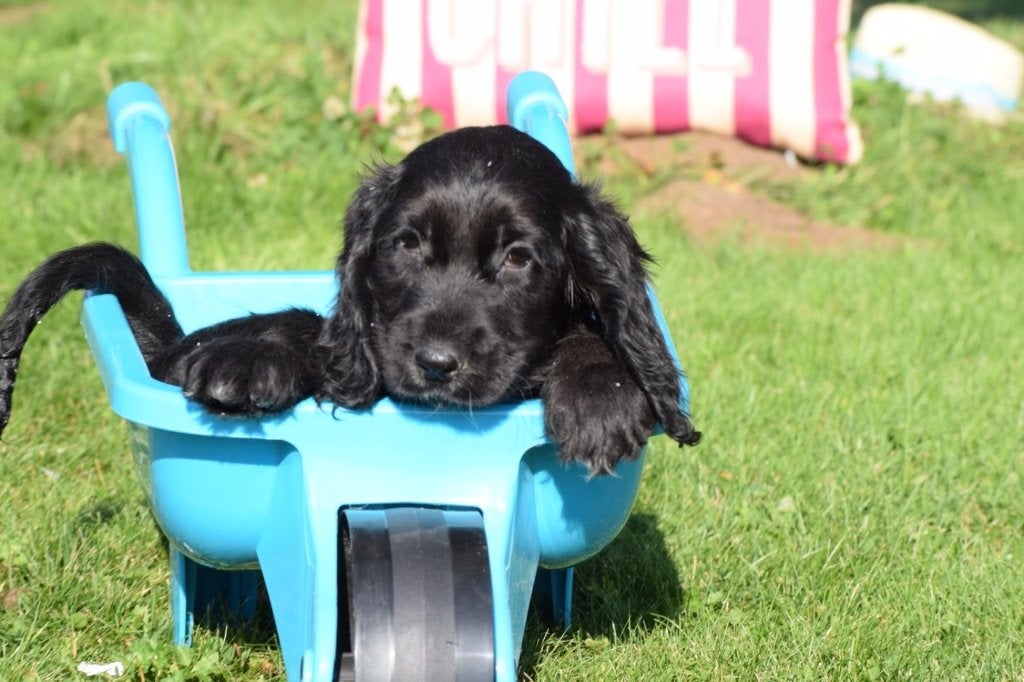 Chiot cocker anglais., Animaux & Accessoires, Plusieurs, Belgique, Plusieurs animaux, 8 à 15 semaines