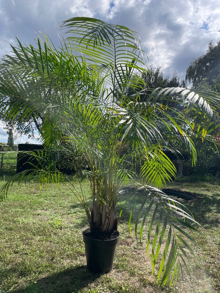 Kentiapalm in pot (2 meter), Maison & Meubles, En pot, Enlèvement, 200 cm ou plus, Palmier