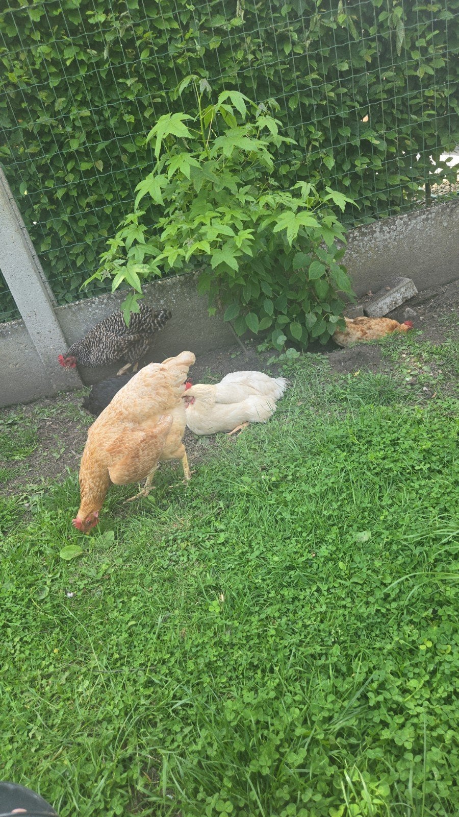 2 poules bruns pondeuse