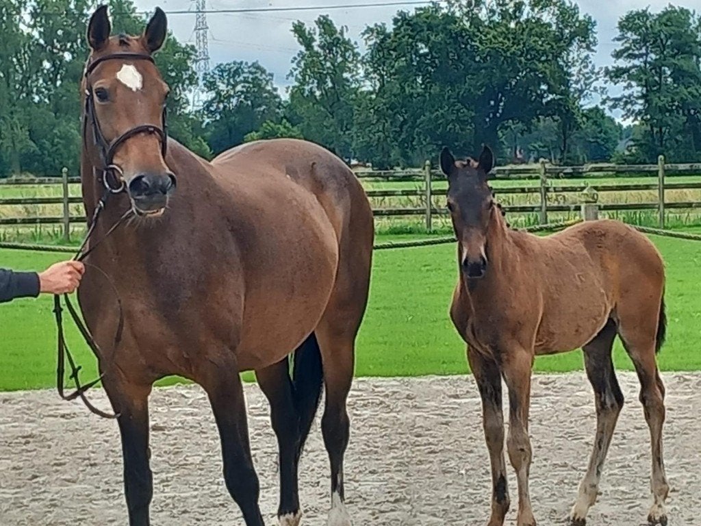 Fokmerrie drachtig van Mosito, Dieren en Toebehoren, Paarden, Merrie