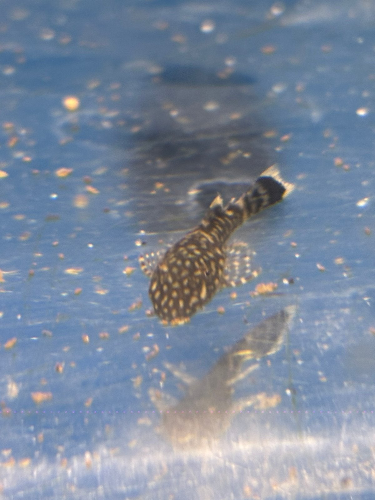 Jonge borstelneusjes, Dieren en Toebehoren, Vissen | Aquariumvissen, Vis, Zoetwatervis