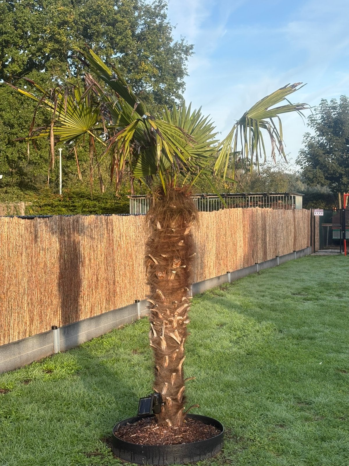 Winterharde palmboom  160 cm, Tuin en Terras, Ophalen, Palmboom