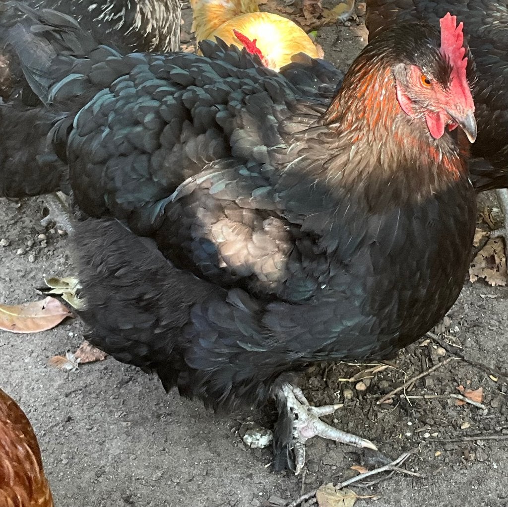 SIERKIPPEN / LEGKIPPEN, Femelle, Poule ou poulet