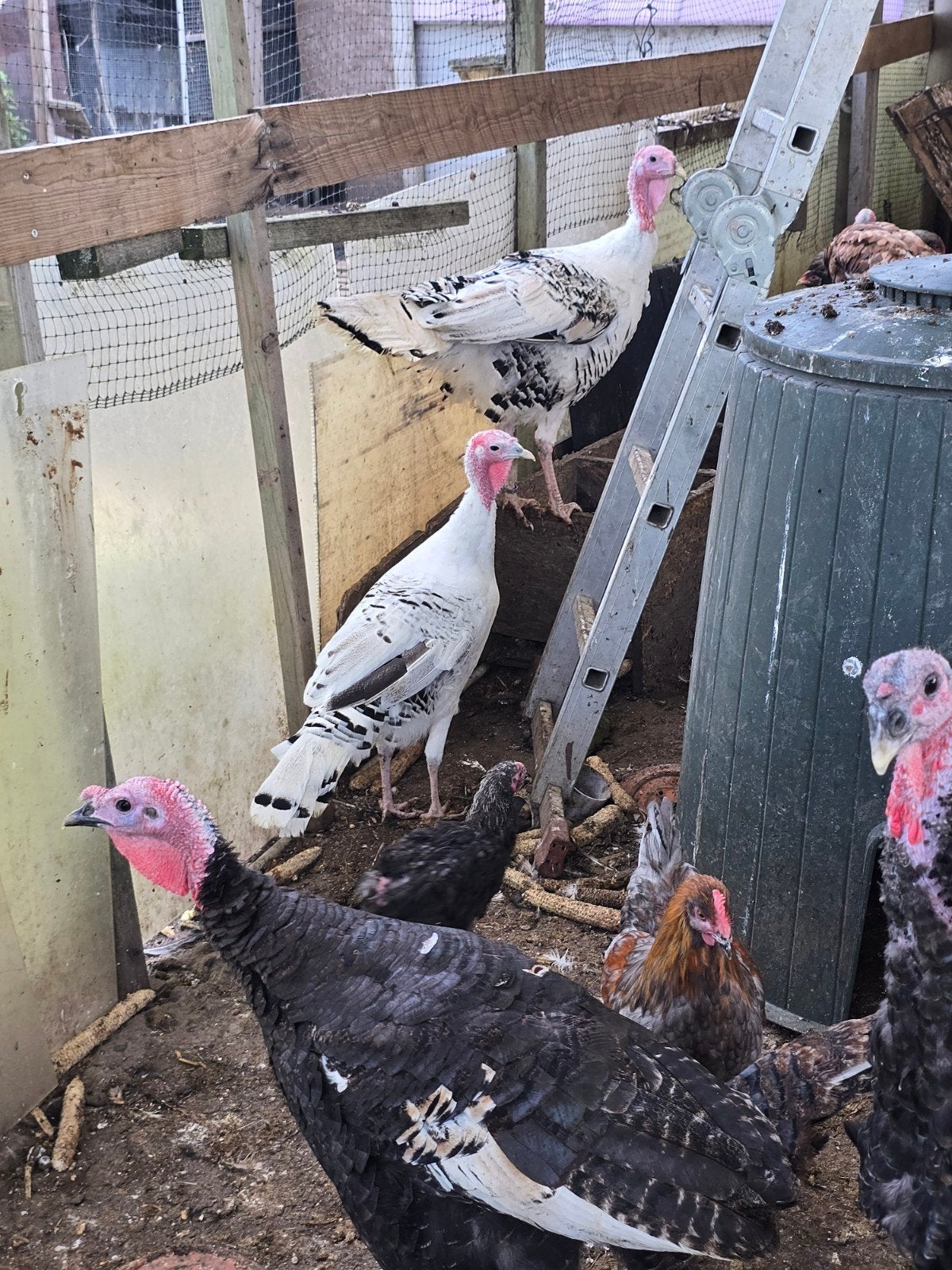 kalkoenen, Dieren en Toebehoren