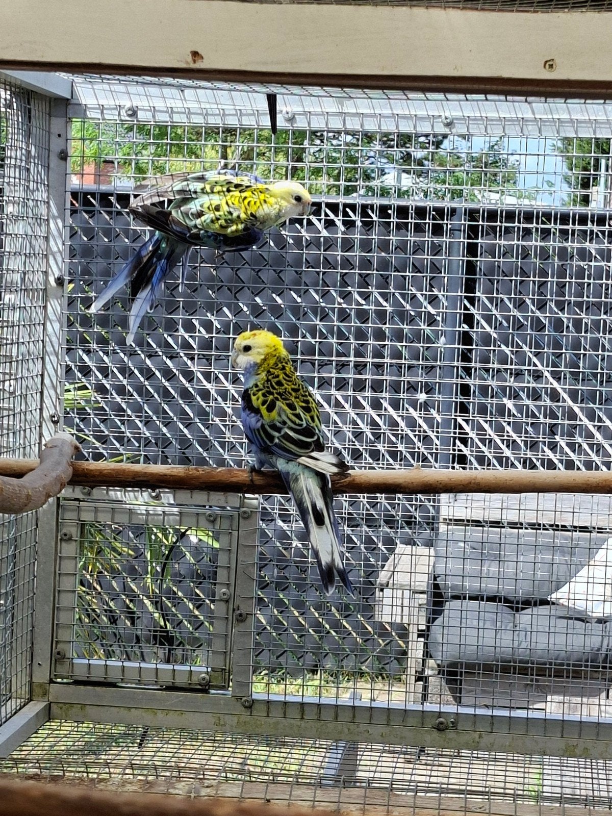 koppel bleekkop witvleugel, Animaux & Accessoires, Oiseaux | Perruches & Perroquets