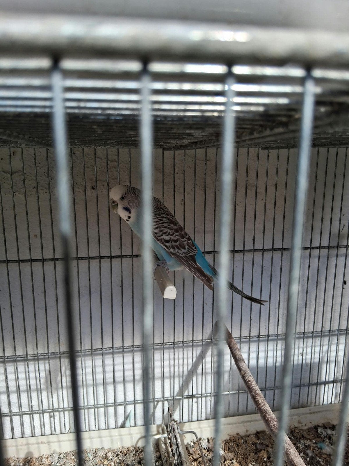 a vendre 5 perruches +2 gages élevage le tout 55 euros, Enlèvement