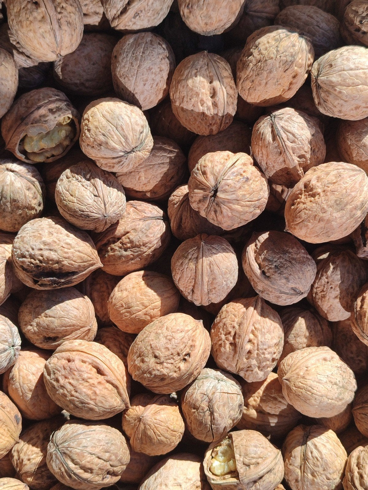 10kg walnoten voor 40 euro, Ophalen