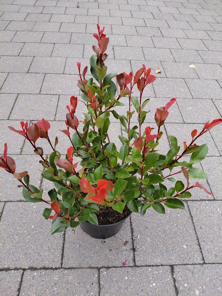 Photinia Little Red Robin, Ophalen