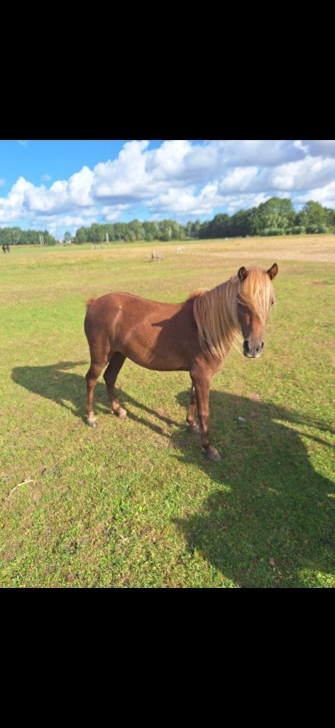 Leuke kruising shetlander merrie, Animaux & Accessoires, Jument, Poney A (jusqu'à 1.17 m), Avec puce électronique, 0 à 2 ans