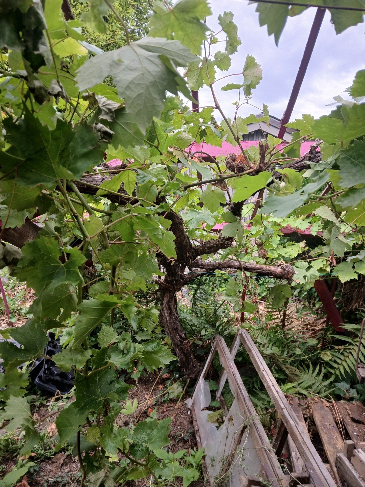 Vignes, Enlèvement, Autres espèces