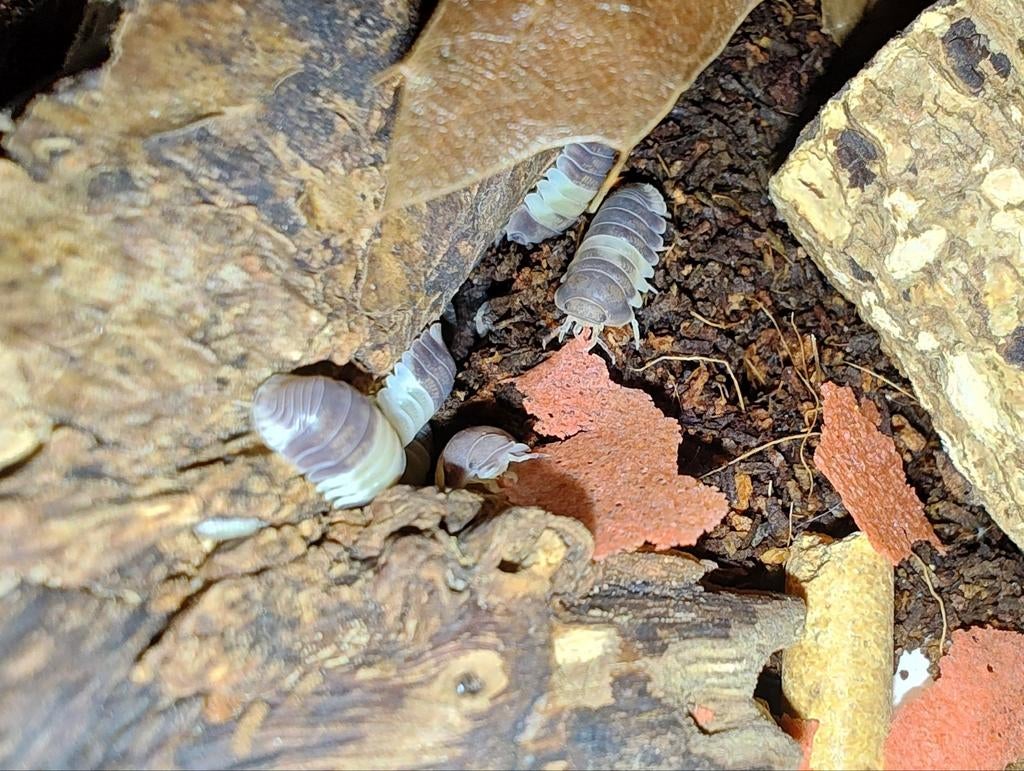 Cubaris sp. "Panda King", Dieren en Toebehoren, Overige soorten