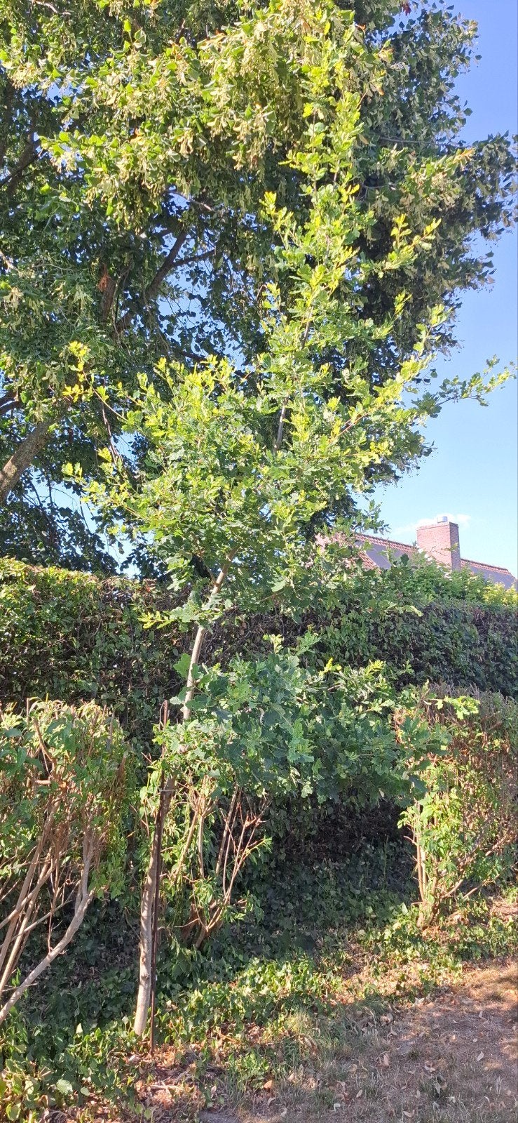 Zomereik, Tuin en Terras, Planten | Bomen, Ophalen