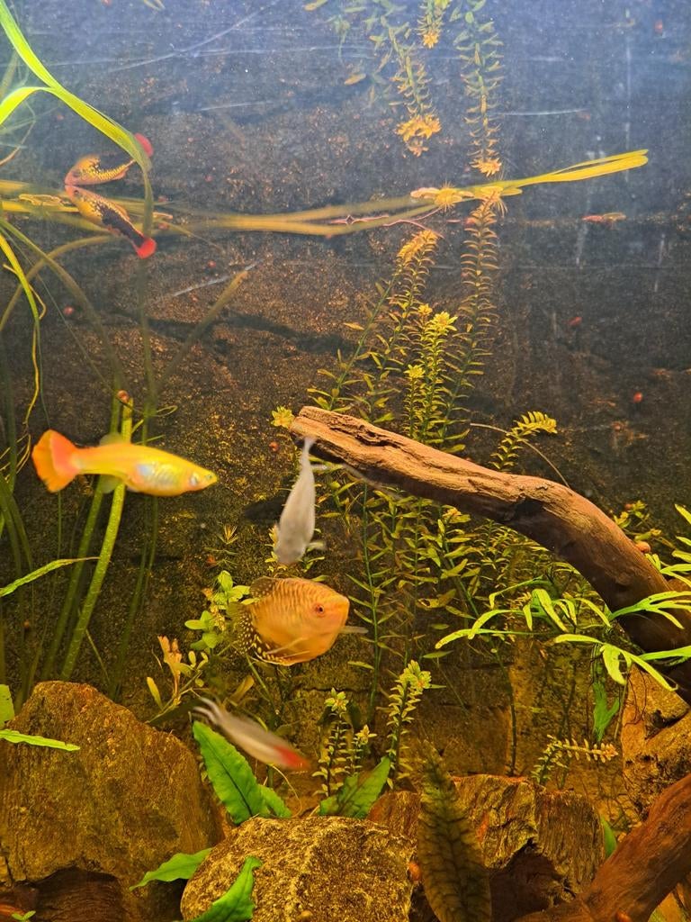 Guppy en 2 platys + kleintjes