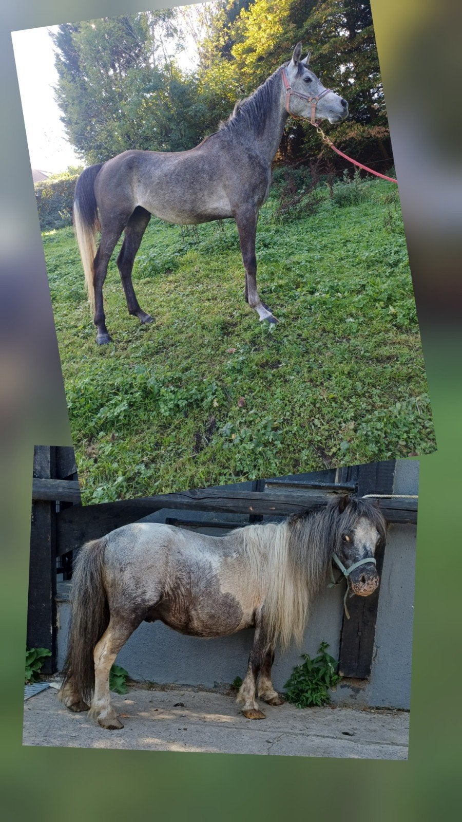 poneys et etalon arabe, Animaux & Accessoires