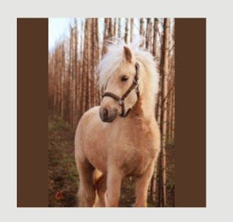 Leuke Palomino grote Shetlander / A-pony, Dieren en Toebehoren, Ruin, A pony (tot 1.17m), 3 tot 6 jaar, Ontwormd