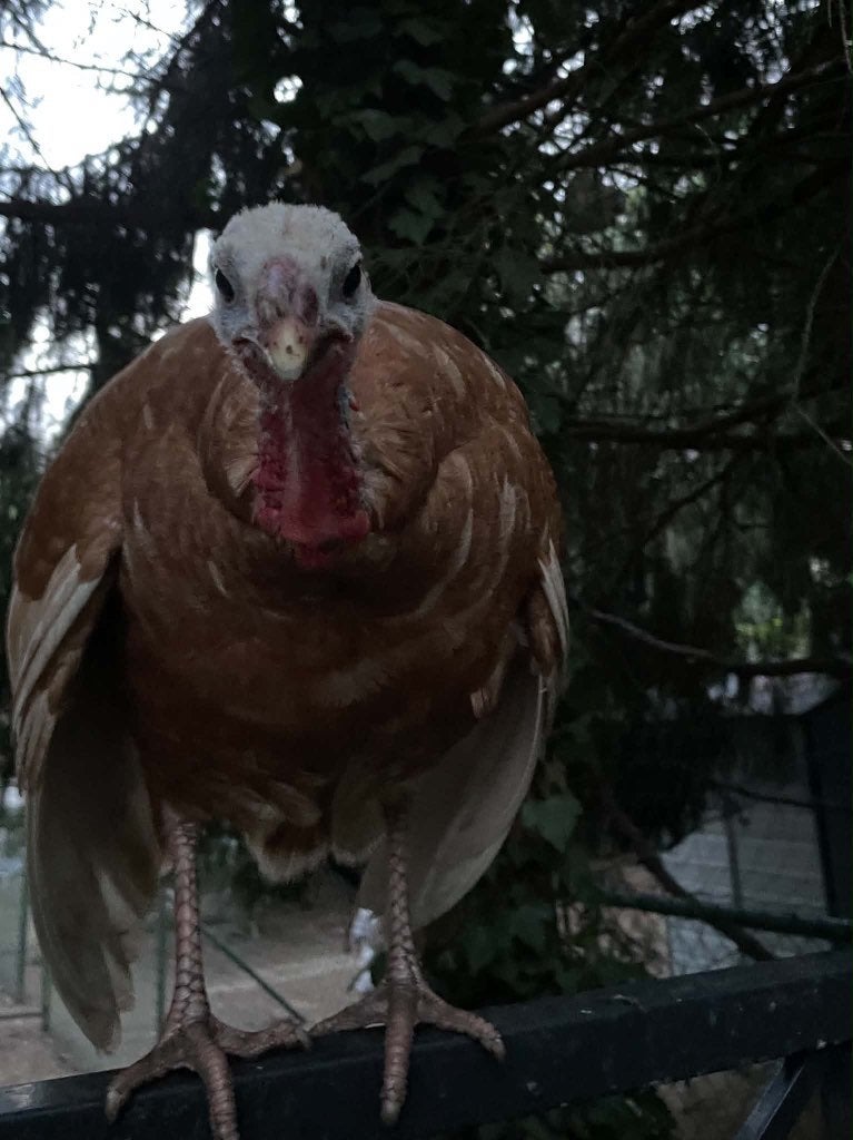 5 Rode Ardenner Kalkoenen, Dieren en Toebehoren, Meerdere dieren, Kalkoen