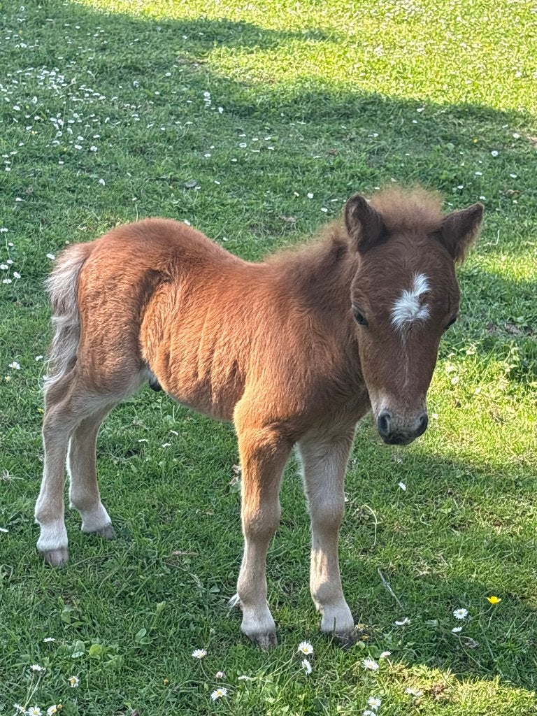 POULAIN MINI SHETLAND A VENDRE, Animaux & Accessoires, Poney A (jusqu'à 1.17 m), 0 à 2 ans, Avec pedigree, Ne s'applique pas
