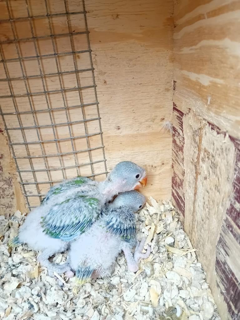 Alexanders, Dieren en Toebehoren, Parkiet, Geringd