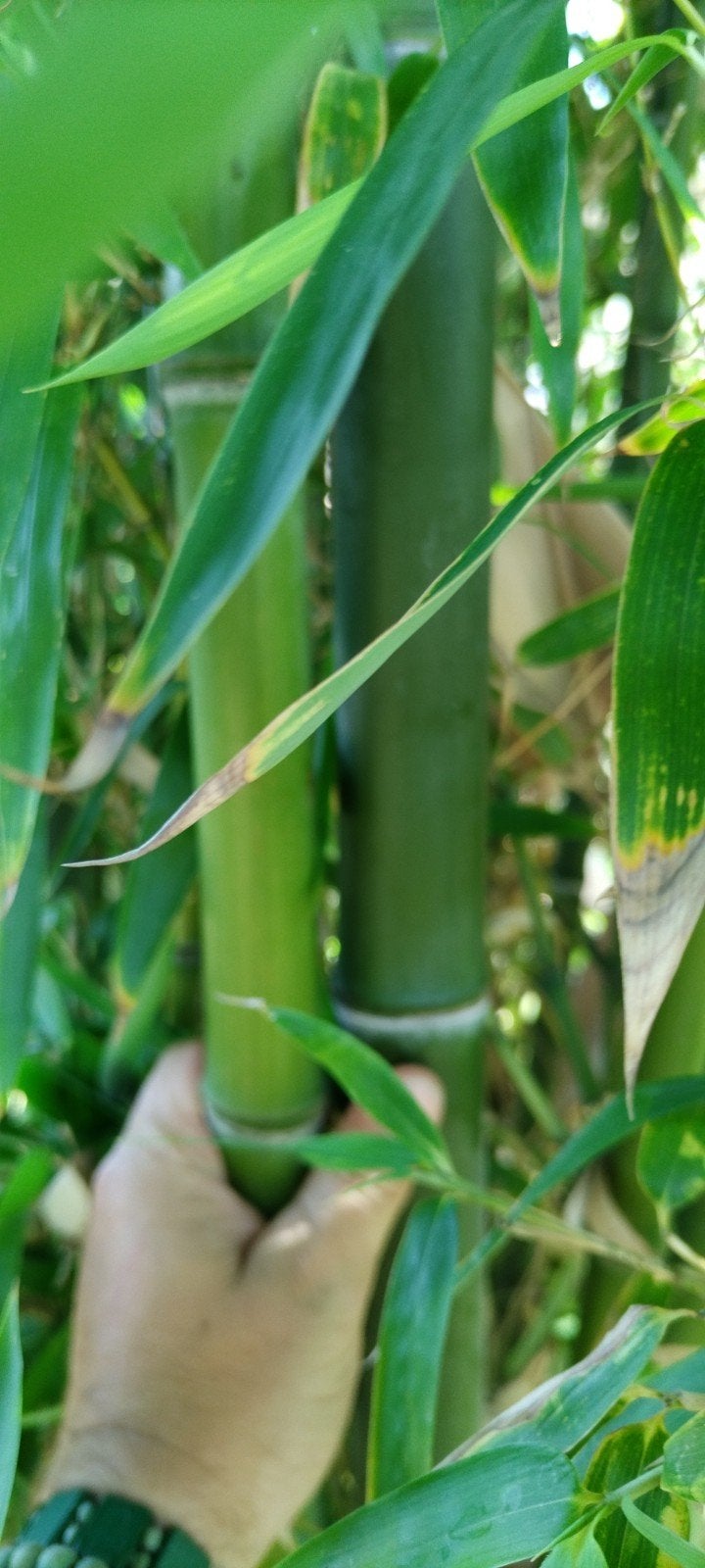 Phyllostachys atrovaginata, Jardin & Terrasse, Plantes | Arbustes & Haies, Enlèvement, Bambou
