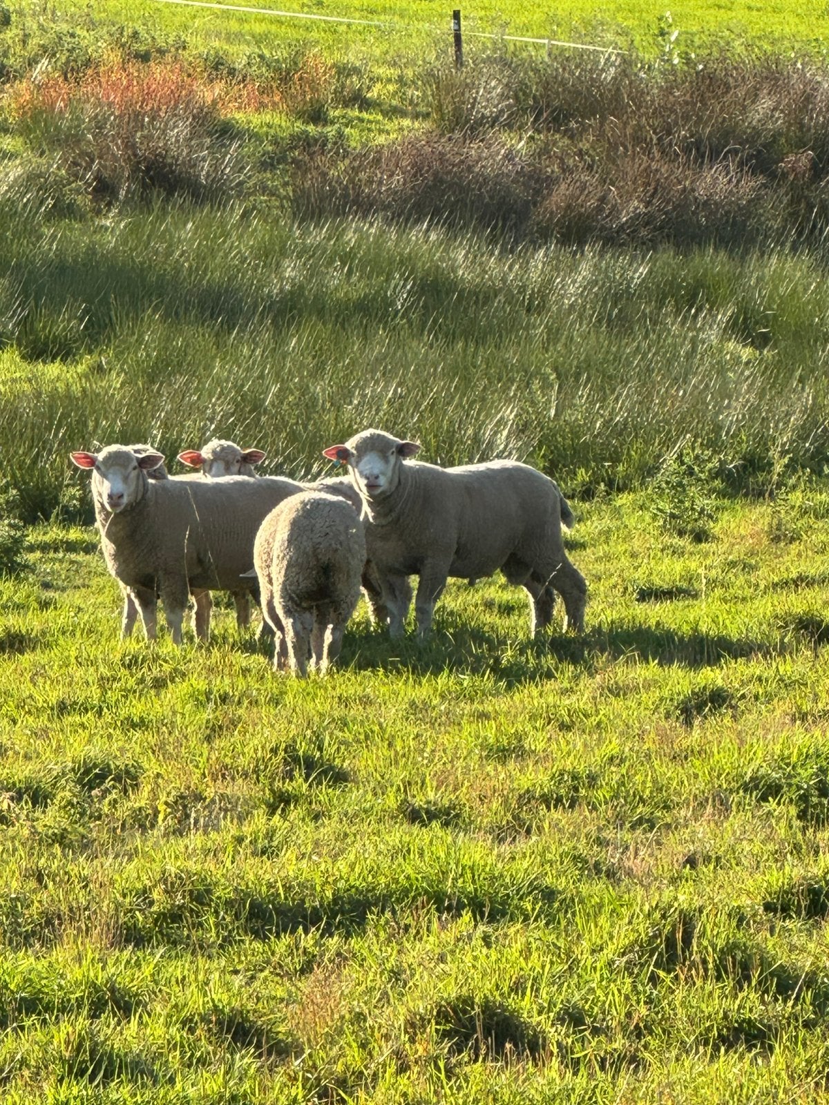 À vendre – Lot de 5 moutons Île-de-France, Animaux & Accessoires