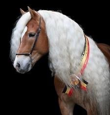 Belgische kampioen Haflinger hengst liz stellan ter dekking, Hengst
