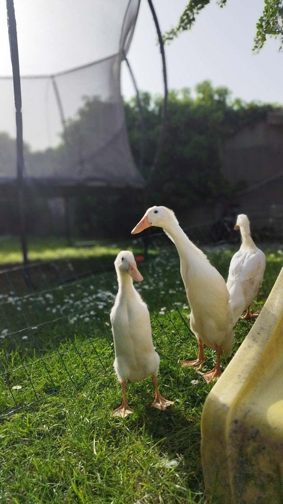 Indische loopeenden, Dieren en Toebehoren, Vogels | Overige Vogels, Meerdere dieren, Tam