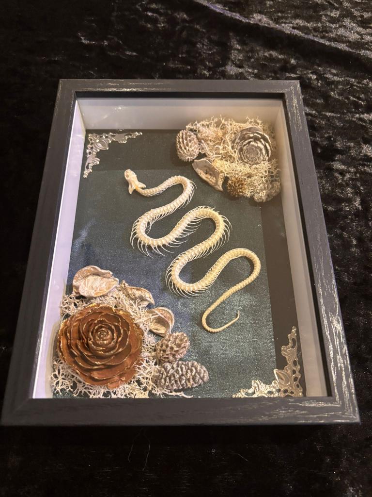 Slangenskelet in Luxeframe, Verzamelen, Dierenverzamelingen, Ophalen of Verzenden, Nieuw, Reptiel of Amfibie, Opgezet dier