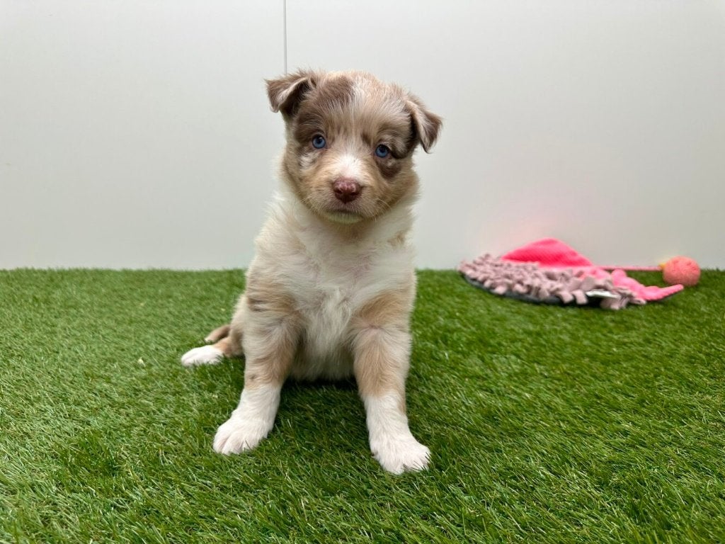 Nestje Border Collie pups 2