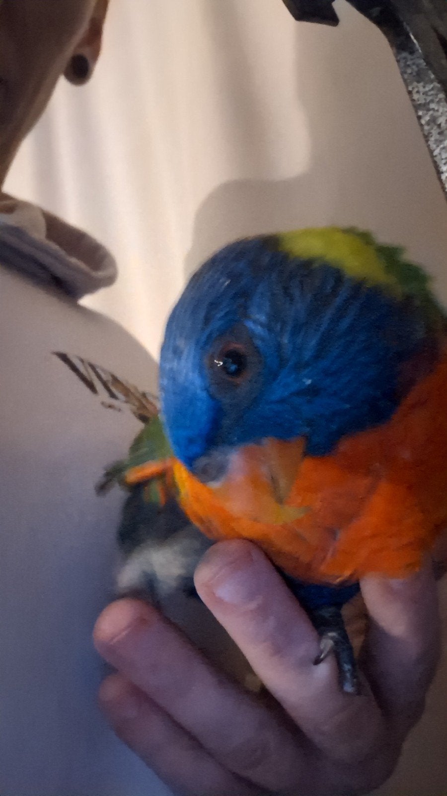 lori uit de blauwe bergen met kooi