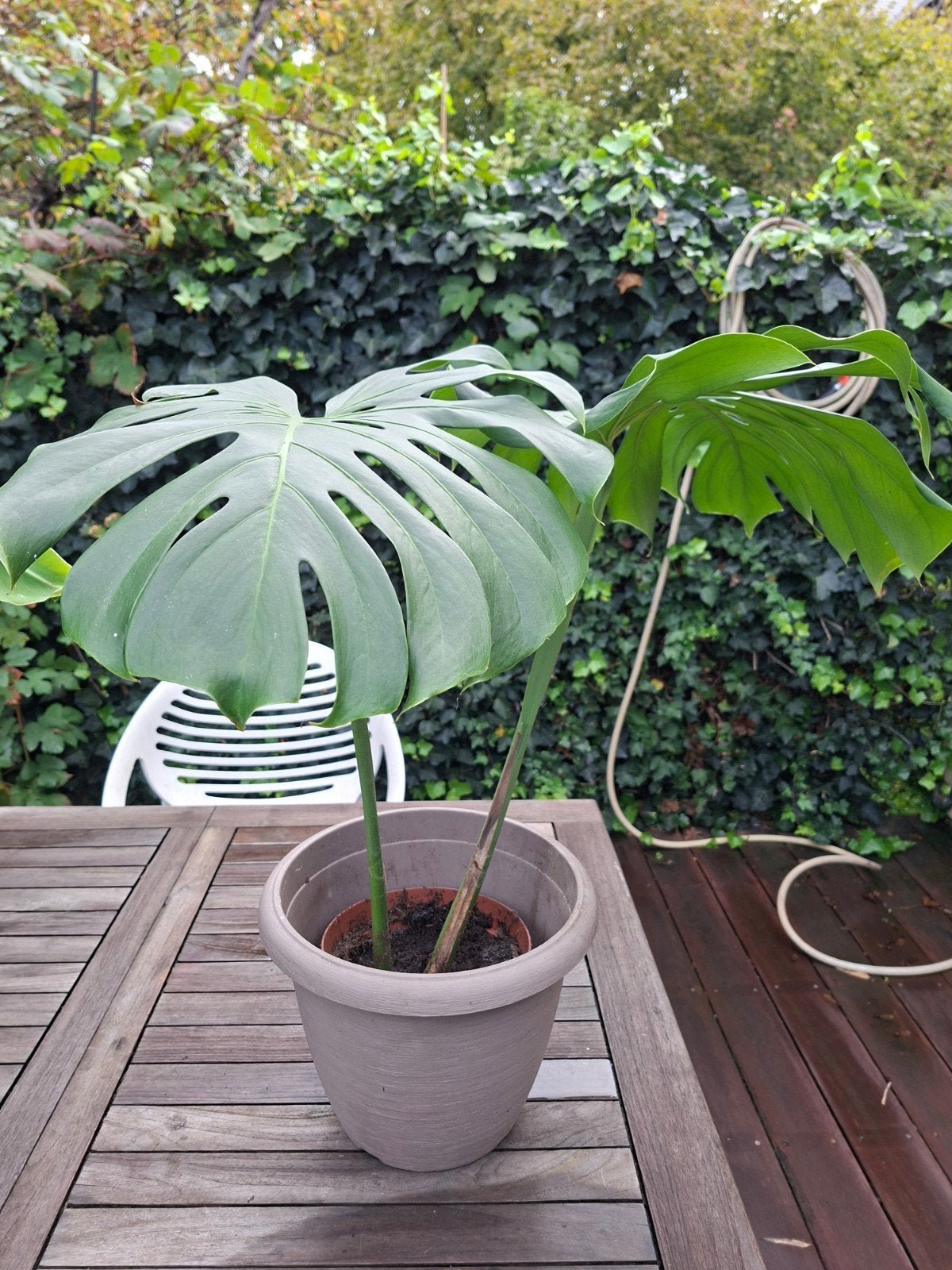 monstera goed geworteld, Ophalen