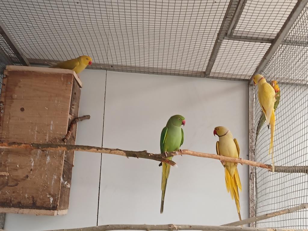 2 koppels halsbanden, Dieren en Toebehoren, Meerdere dieren, Papegaai, Geringd