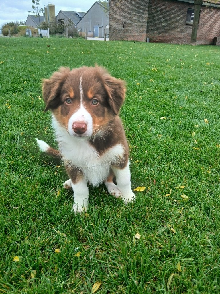 Chiots Border Collie, Animaux & Accessoires, Maladie de Carré (chiens), 8 à 15 semaines, Colley, Plusieurs