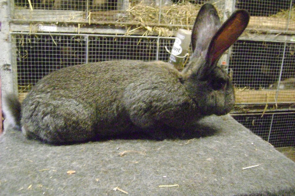 IJzergrauwe Vlaamse reus, Dieren en Toebehoren, Konijnen, Mannelijk, Groot