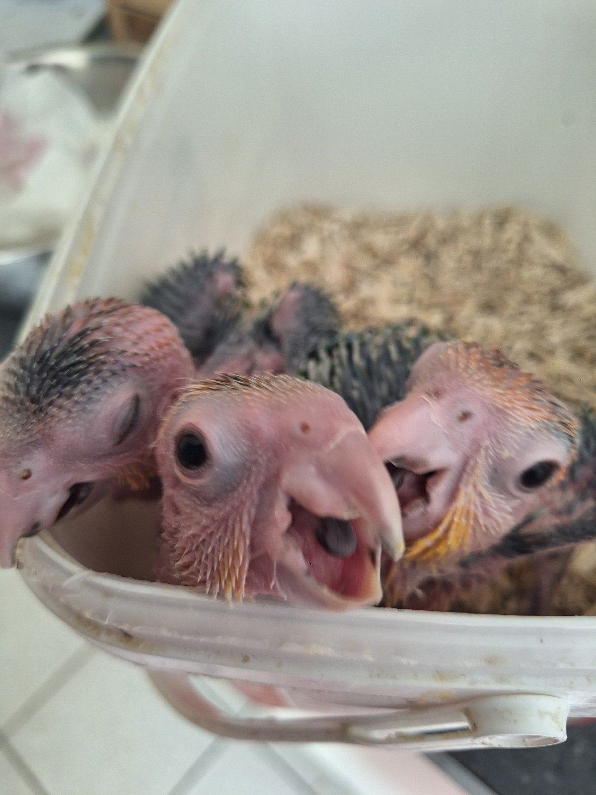 Caique en acier inoxydable Greendijk à vendre, Juillet, Sexe inconnu, Domestique