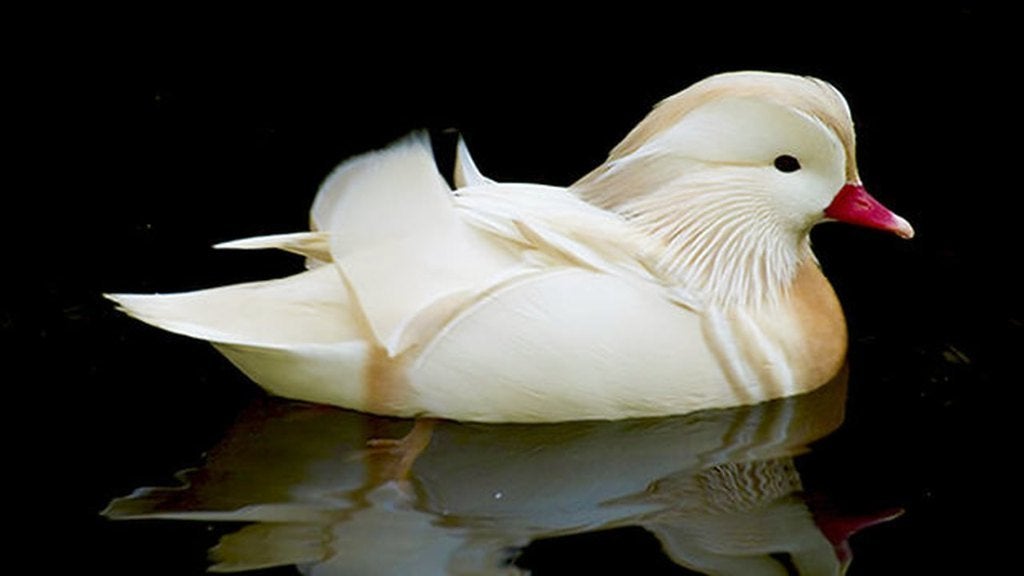 Siereenden - Witte Mandarijn, Plusieurs animaux, Canard
