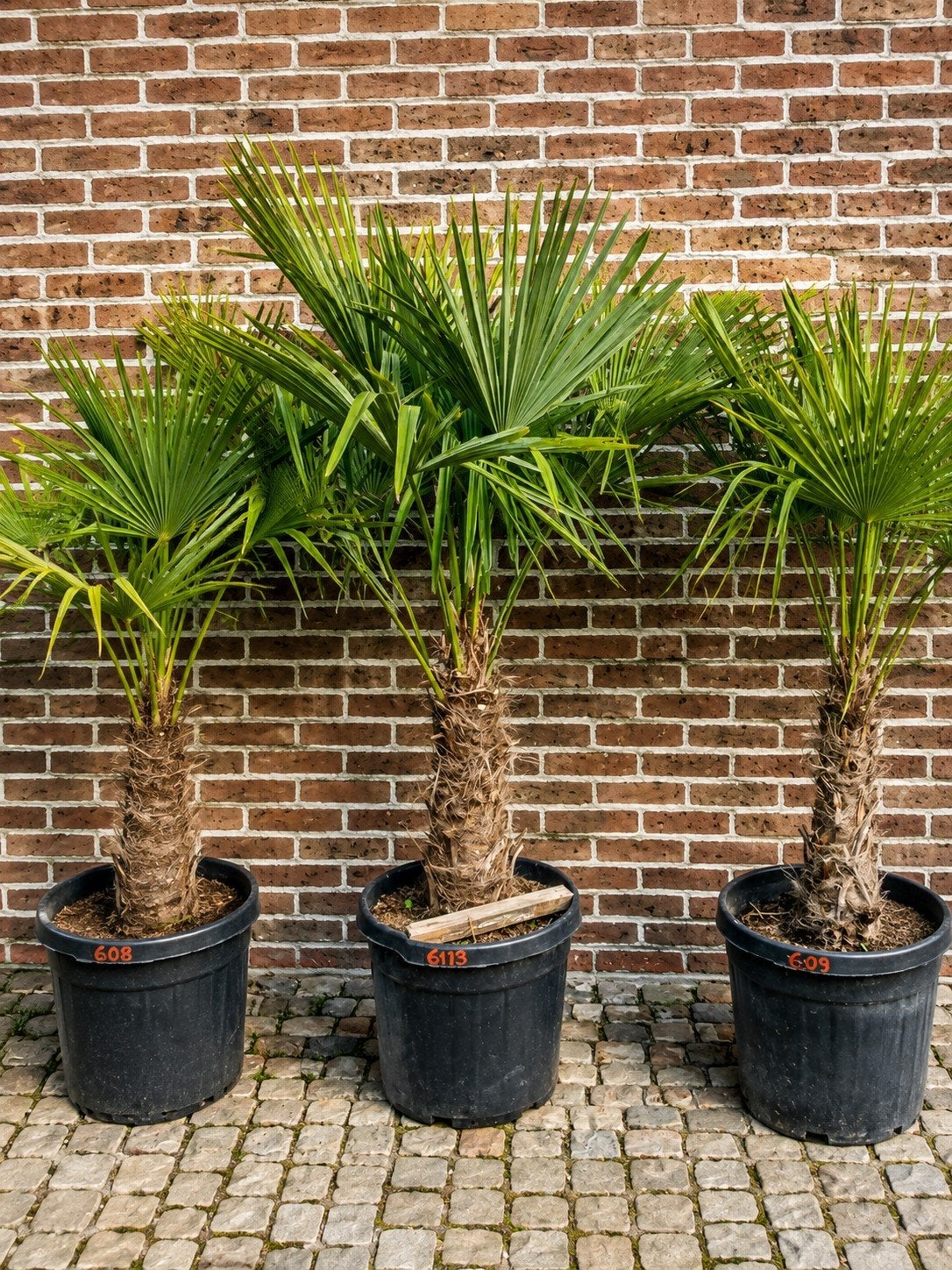 ‼️palmbomen trachycarpus fortunei aan promoprijzen‼️, Tuin en Terras, Ophalen