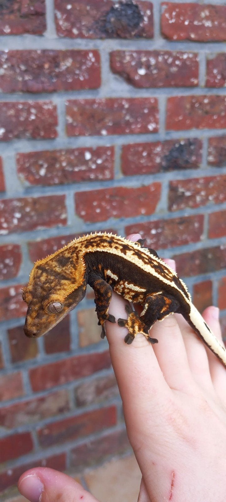 Emptyback Quadstripe wimpergekko vrouw, Dieren en Toebehoren, Hagedis, 0 tot 2 jaar