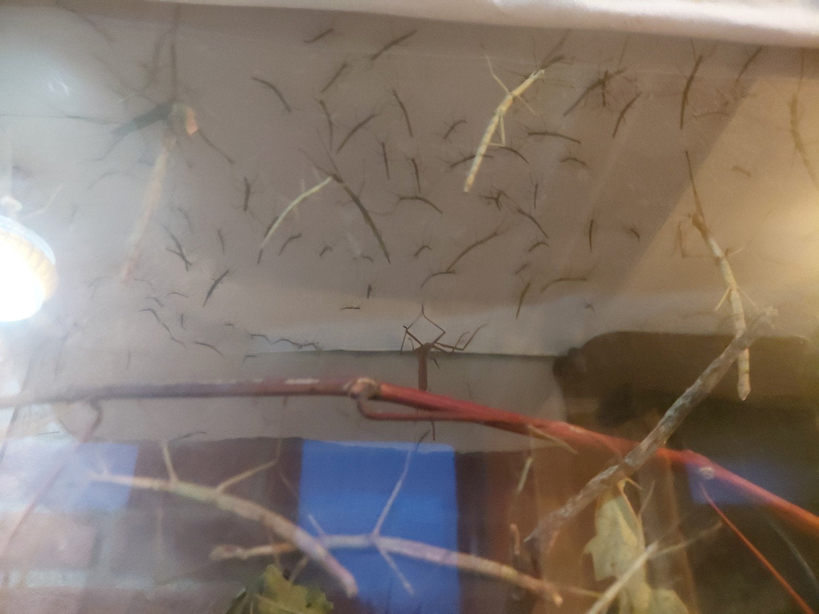 Wandelende takjes, Dieren en Toebehoren