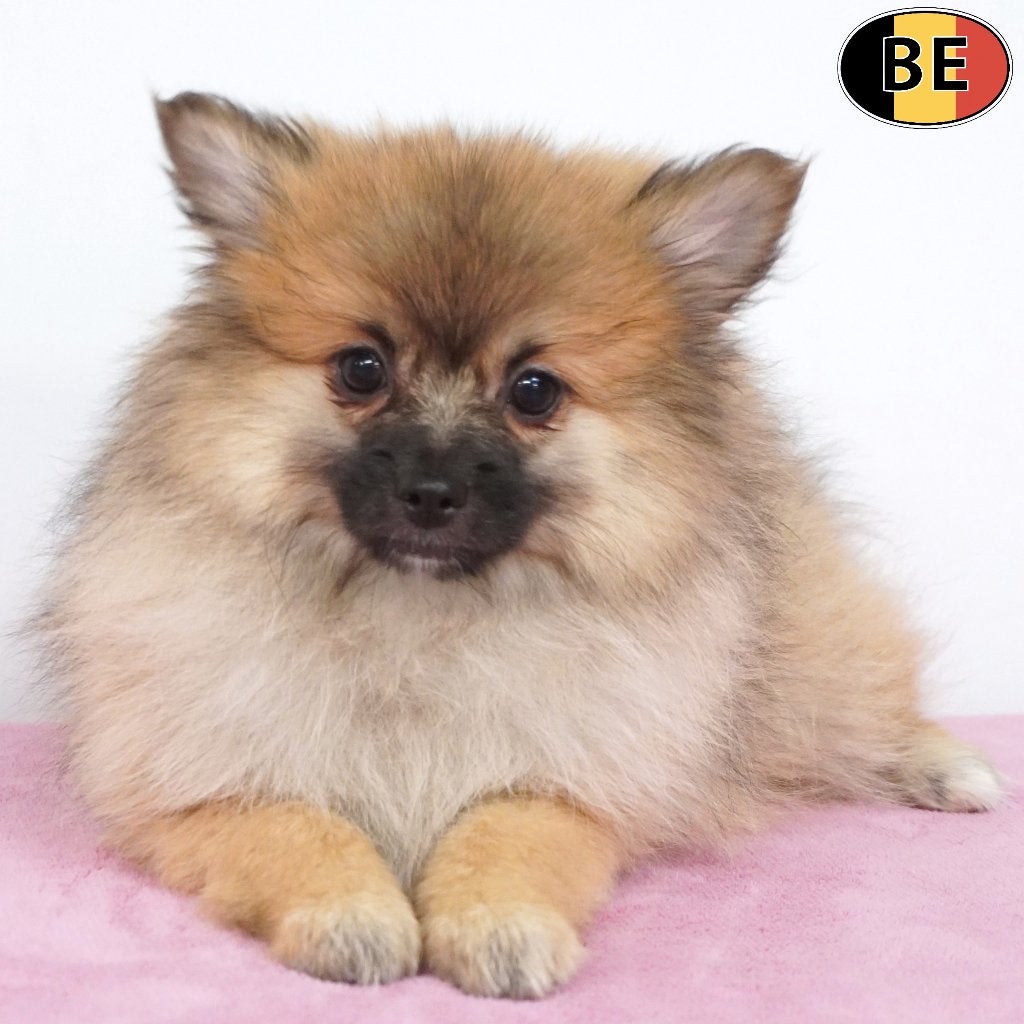 Kleine Keesjes - schattige Belgische pups te koop, België, CDV (hondenziekte), 8 tot 15 weken, Meerdere