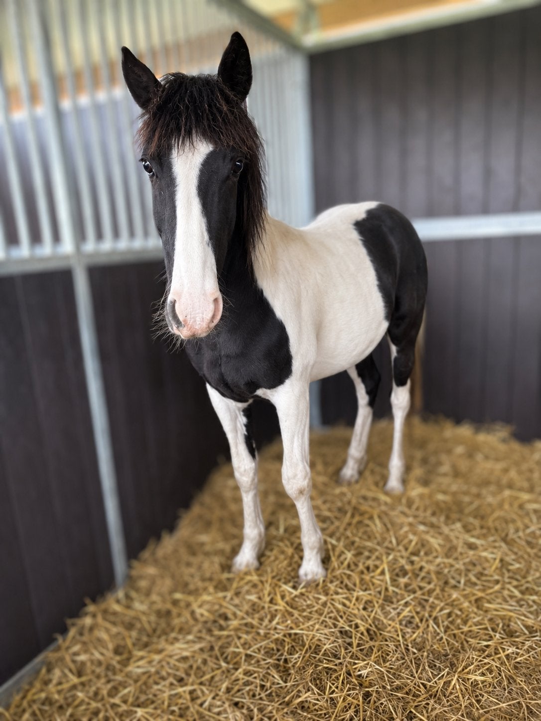 Homozygote jaarling hengst, eigen fok, Étalon