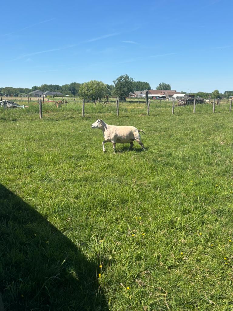 Scheren van schapen alpaca’s en lama’s, Dieren en Toebehoren