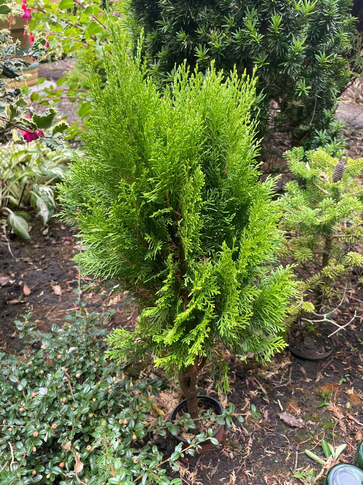 Gratis struiken/planten, Ophalen