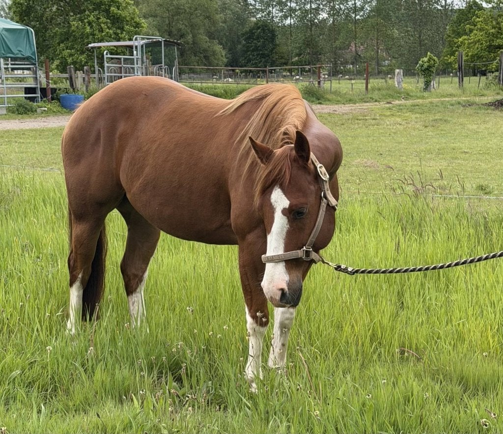 2022 AQHA ruin v. Inferno 66, Animaux & Accessoires, Chevaux, B, Hongre, Moins de 160 cm, Cheval western