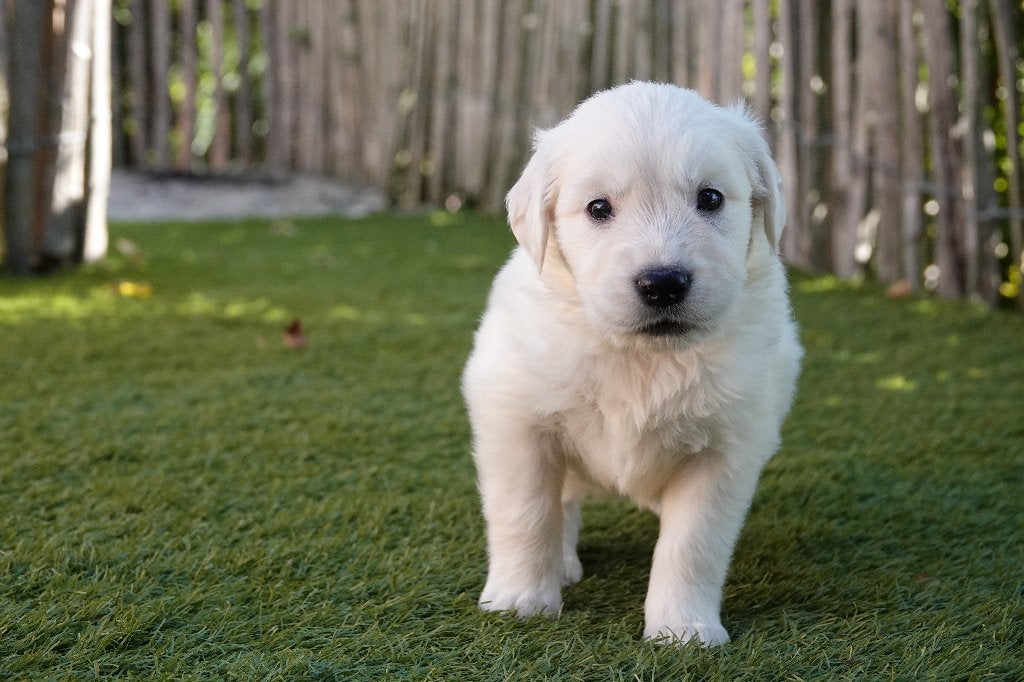 Prachtige Golden Retriever pups, met stamboom, Dieren en Toebehoren, Honden | Retrievers, Spaniëls en Waterhonden, Golden retriever