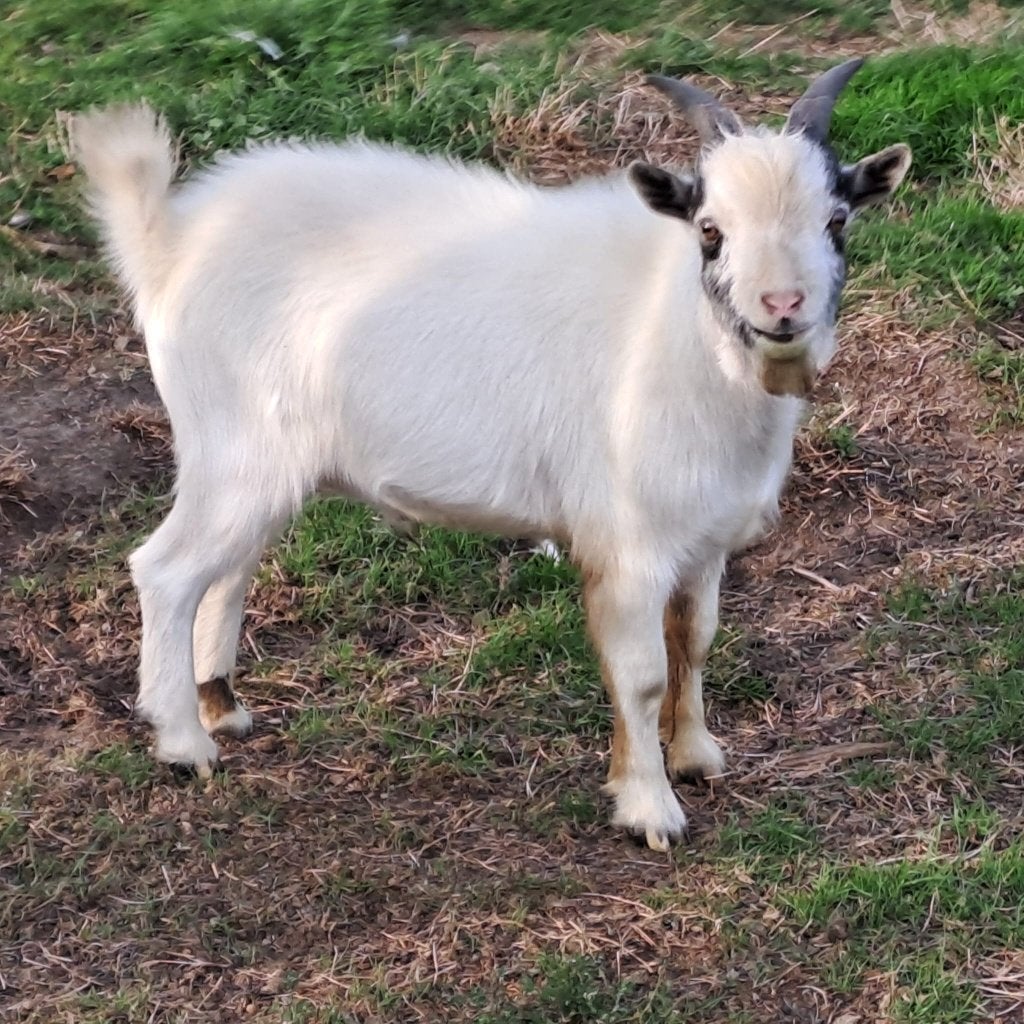 Geitenbokje, Mâle, Chèvre, 0 à 2 ans