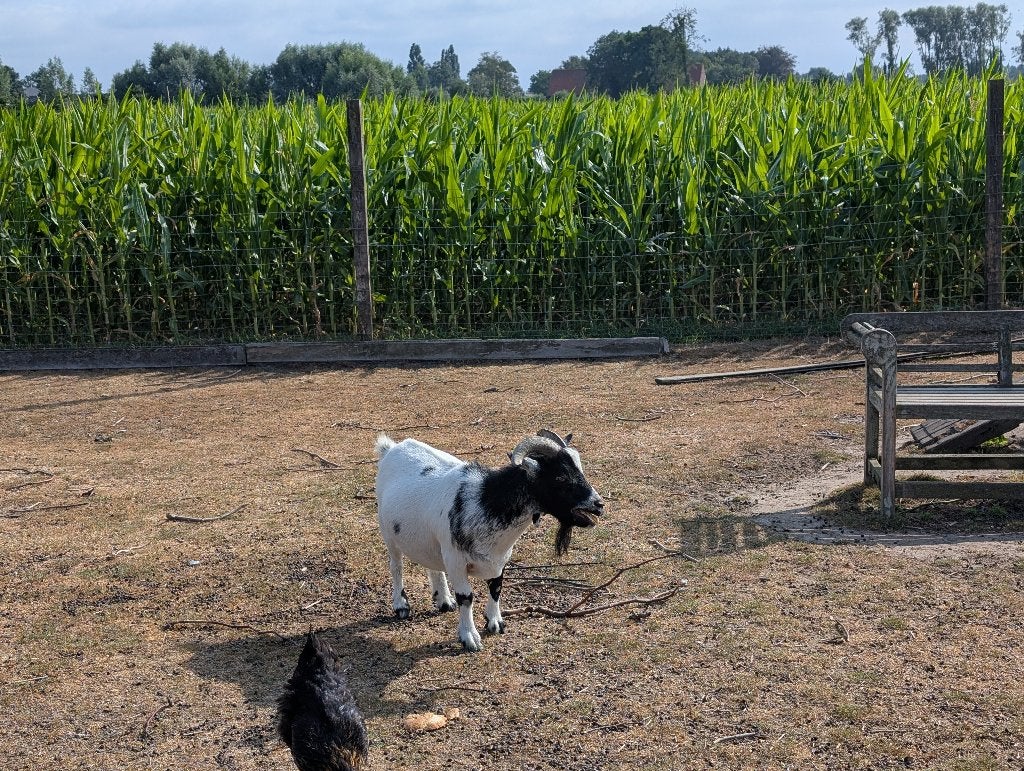 DWERGGEITJE GRATIS, Dieren en Toebehoren, Meerdere dieren, Geit, 3 tot 5 jaar