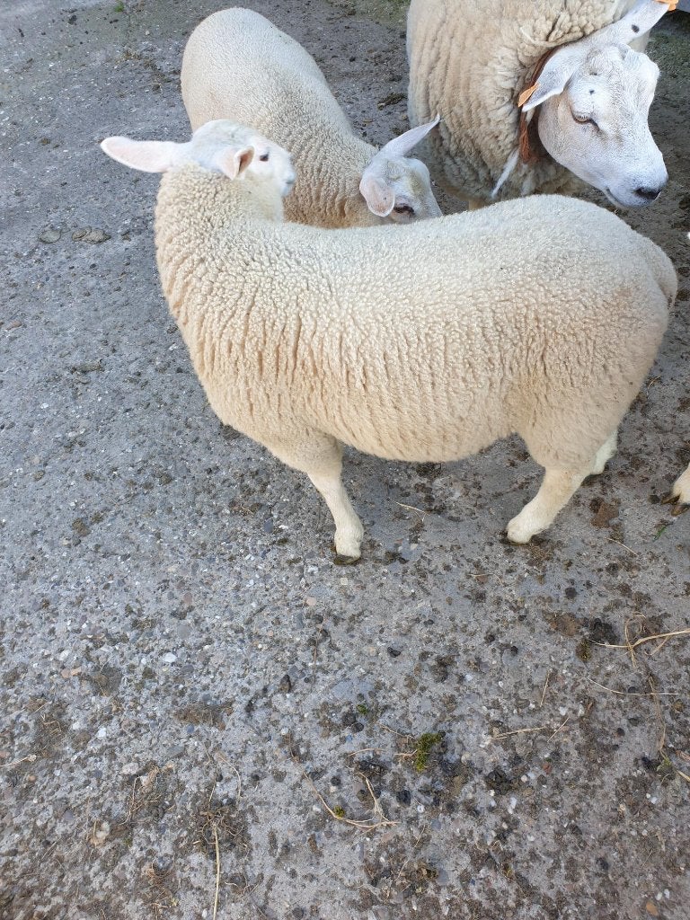schaap ram ooi, Mannelijk, Schaap, 0 tot 2 jaar