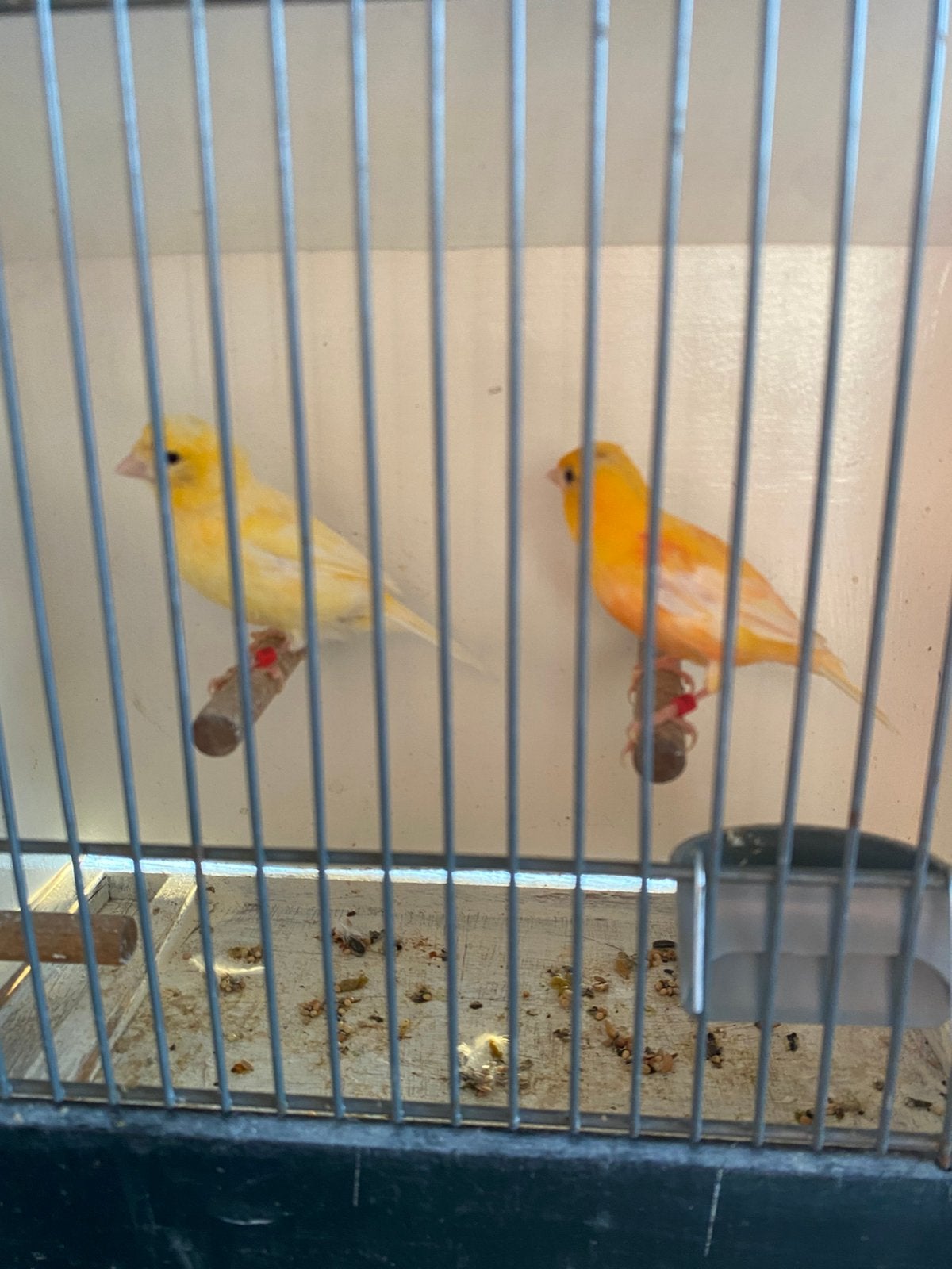 Geel/oranje kanarie poppen, Dieren en Toebehoren