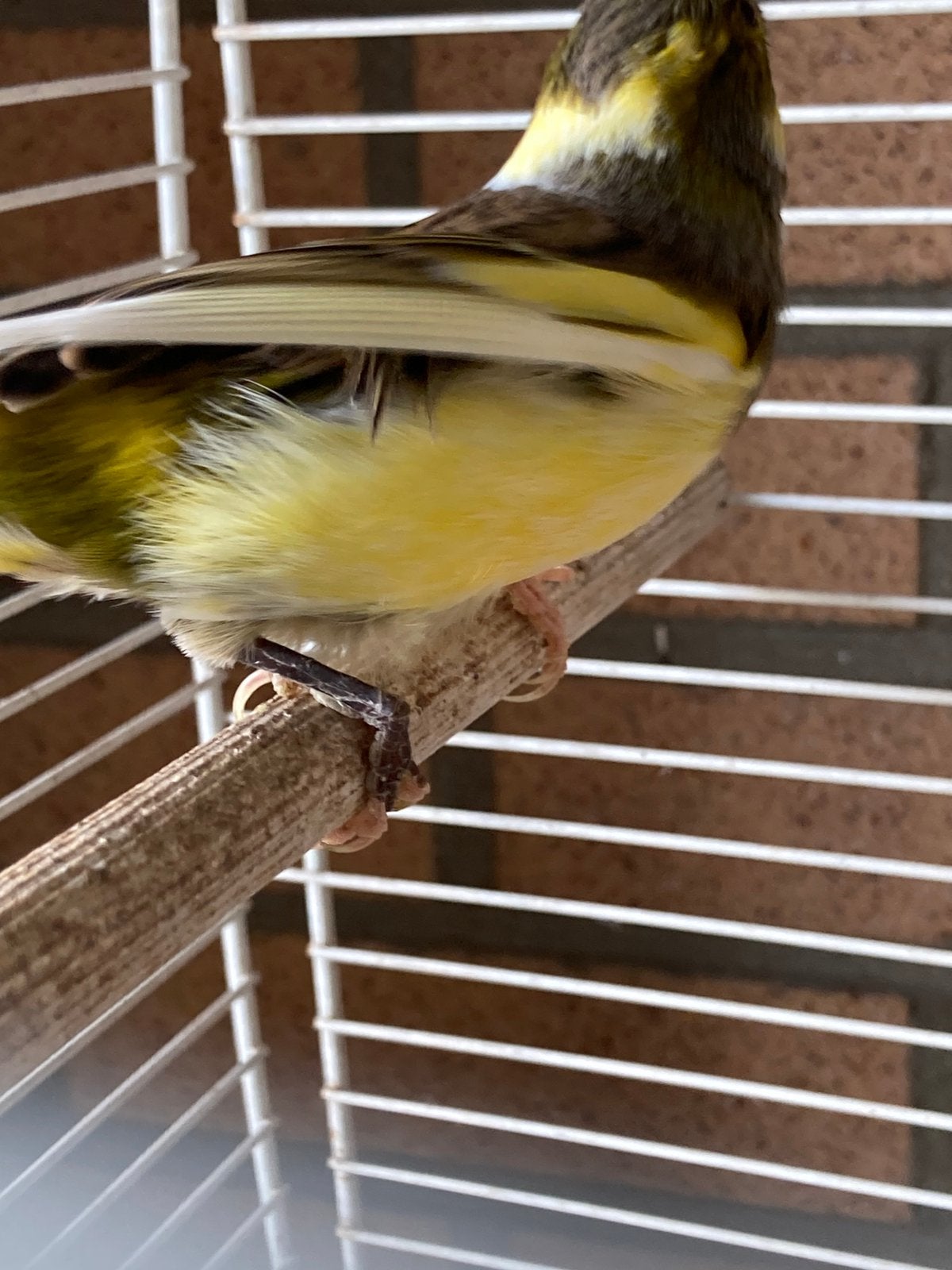 Timbrado Espagñol, Dieren en Toebehoren