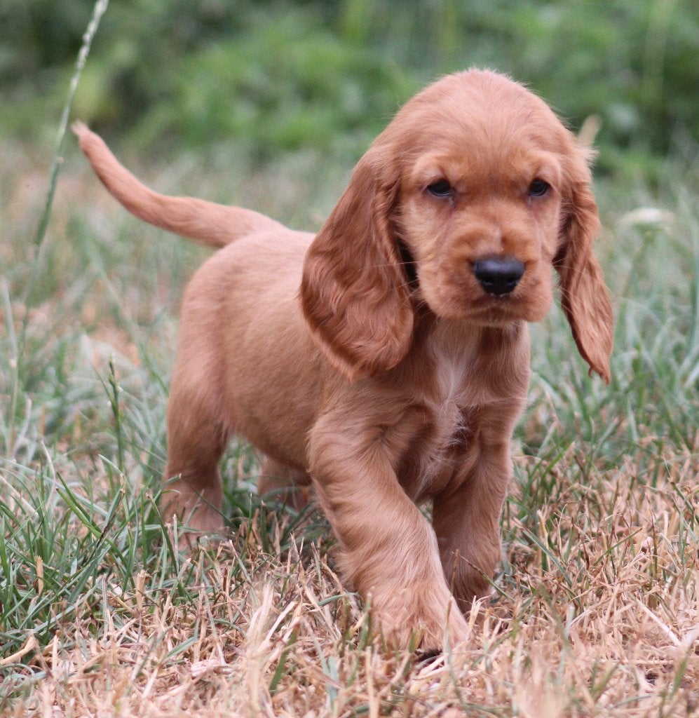 Chiots cockers anglais, Maladie de Carré (chiens), Plusieurs, Belgique, Plusieurs animaux